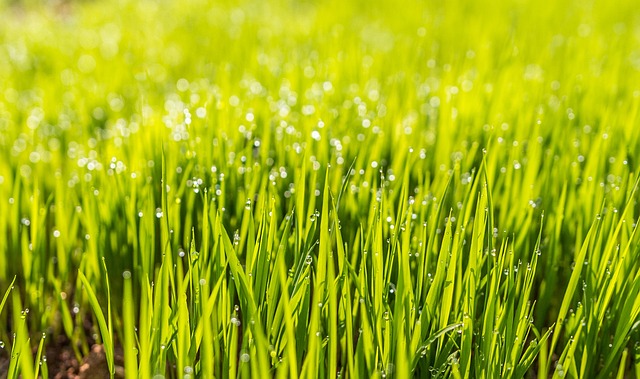 Få en flot græsplæne med disse gødningsmetoder